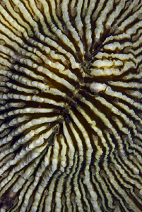 HILL

Lagoon Mushroom Coral Fungia 
Lagunen-Pilzkoralle by Jörg Menge 